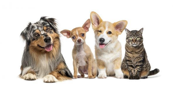 Lansing Pets