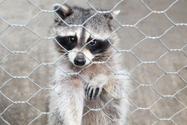 Lansing Wildlife Removal