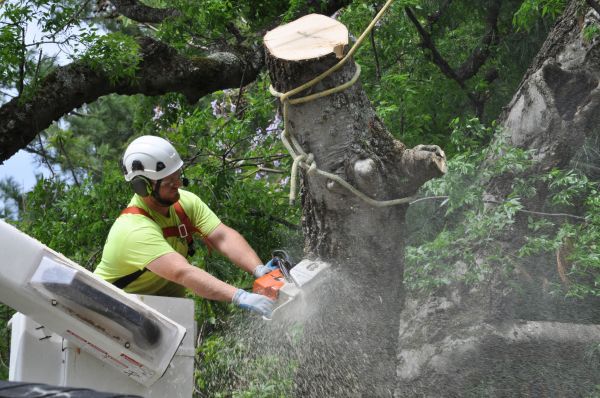 Lansing Tree Trimming